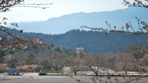 20140328桜情報　見ごろを迎えました！ (6)